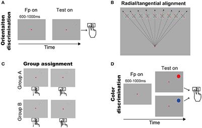 Revealing the Radial Effect on Orientation Discrimination by Manual Reaction Time